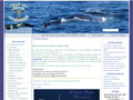 Baleines, Dauphins, Cachalots, Orques et Marsouins : L'info des cetaces