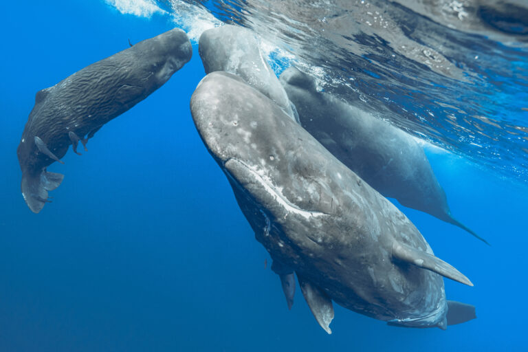 close-up-fish-swimming-sea
