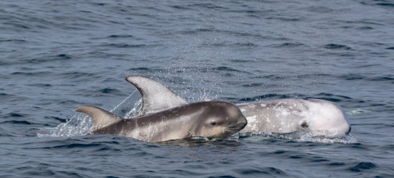 Deux Grampus griseus – Dauphin de Risso Deux Grampus griseus – Dauphin de Risso