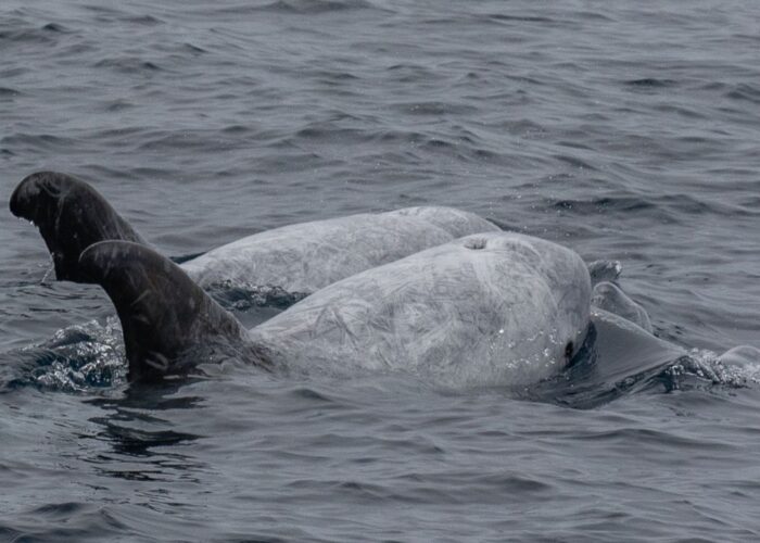 Deux Grampus griseus – Dauphin de Risso Grampus griseus – Dauphin de Risso