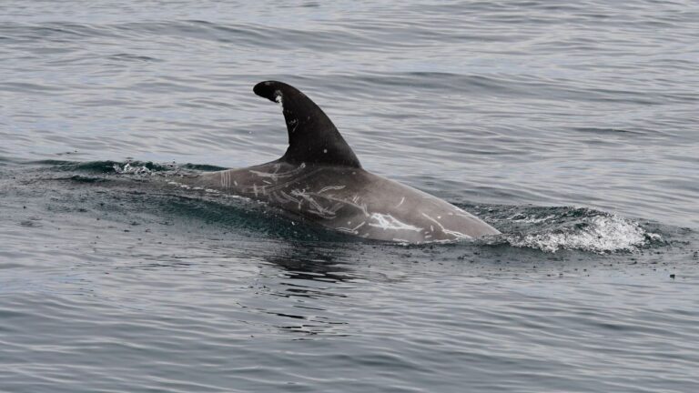 Grampus griseus – Dauphin de Risso Grampus griseus – Dauphin de Risso