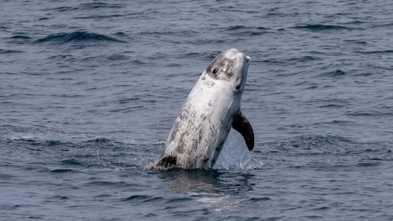 Saut Grampus griseus Saut Grampus griseus