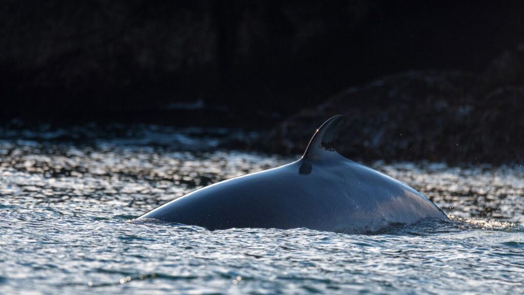 Chasse à la baleine en islande