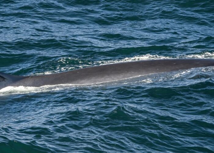Un lien inattendu entre les chants de baleines et la théorie de la relativité restreinte d'Einstein