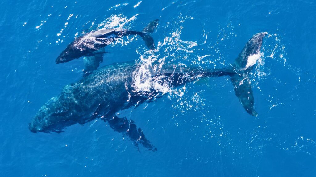 Pourquoi une naissance de baleine est si rarement vue