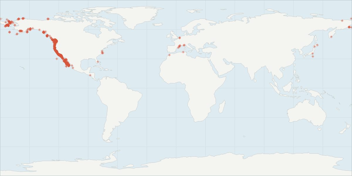 Carte de répartition : Baleine grise (Eschrichtius robustus), 3 461 observations géolocalisées issues du GBIF